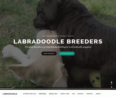 LabraDoodle Breeders