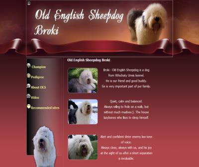 stud dog, Old English Sheepdog, Reproduktor ,oes,Poland, bobtail,brok