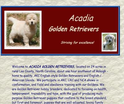 Acadia Golden Retrievers