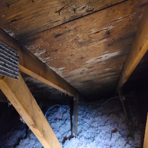 mold remediation companies - aattic mould removal - toronto