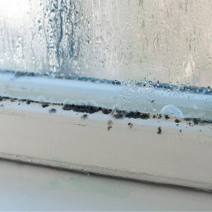 Mold Inspections