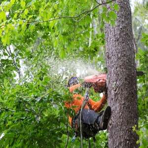 TREE SERVICE AND PLANT HEALTH CARE In Beverly, MA