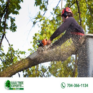 Stump Removal: Best Methods for a Clean Landscape